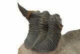 Detailed Zlichovaspis Trilobite With Other Partials #339955-8